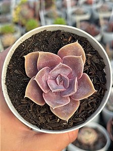 Echeveria perle von nurnberg
