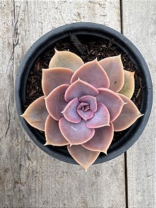 Echeveria perle von nurnberg (sem raiz)