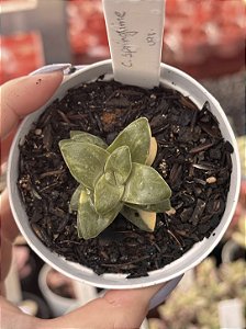 Crassula springtime variegata