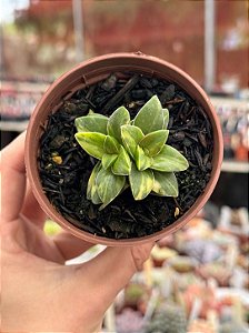 Crassula springtime variegata (dupla)