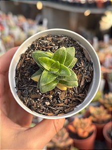 Crassula springtime variegata