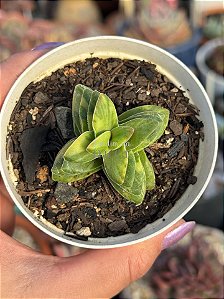 Crassula springtime variegata