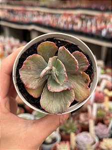 Echeveria chantilly white cloud variegata