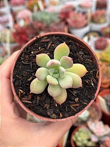 Echeveria graessneri