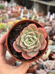 Echeveria atlantis