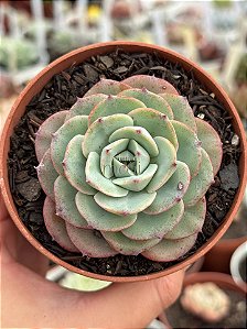 Echeveria atlantis