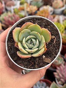 Echeveria atlantis