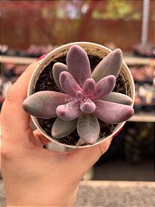 Pachysedum guangzhou