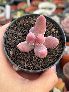 Pachysedum guangzhou (sem raiz)