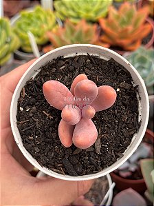 Pachysedum guangzhou