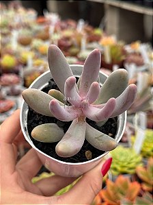 Pachysedum guangzhou