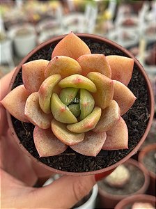 Echeveria german champagne