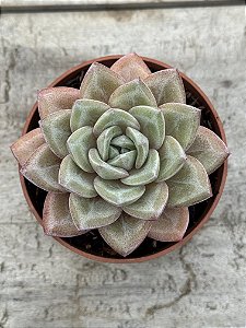 Echeveria german champagne