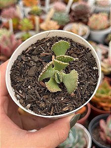 Aloinopsis malherbei