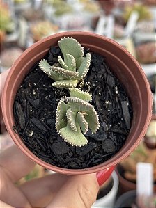 Aloinopsis malherbei