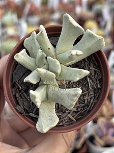 Schwantesia borcherdsii