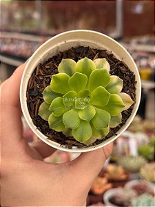Aeonium maybach