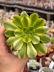 Aeonium maybach