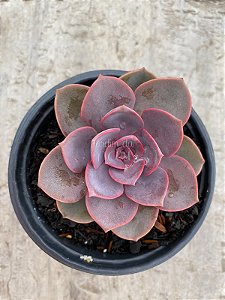 Echeveria purple pearl