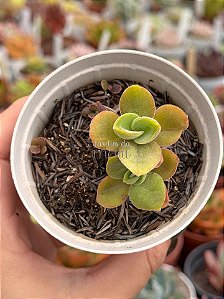 Crassula argyrophylla var. swaziensis
