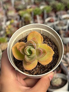 Crassula argyrophylla var. swaziensis