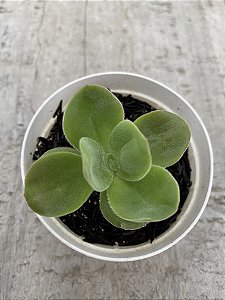 Crassula argyrophylla var. Zwaziendis