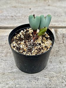 Conophytum bilobum (duplo maior)