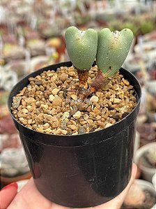 Conophytum bilobum (duplo maior)