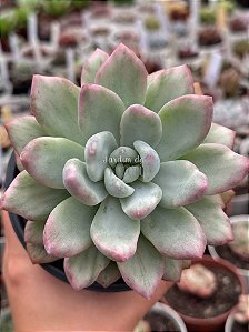 Graptoveria opalina variegata