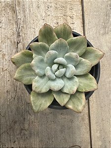 Graptoveria opalina variegata