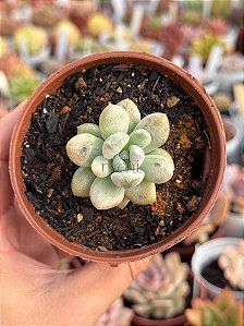 Graptoveria opalina variegata