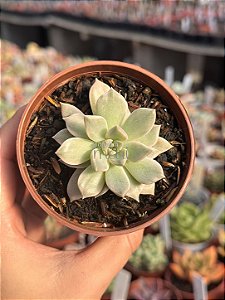 Echeveria scarlet variegata