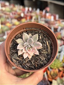 Echeveria scarlet variegata