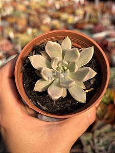Echeveria scarlet variegata