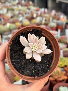 Echeveria scarlet variegata