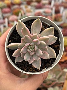 Echeveria scarlet variegata