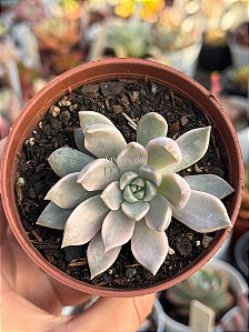 Echeveria scarlet variegata (sem raiz)