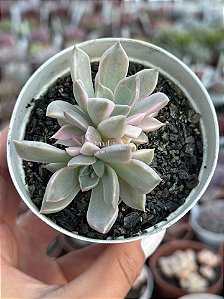 Echeveria scarlet variegata (colônia)