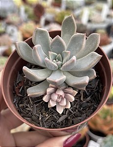 Echeveria scarlet