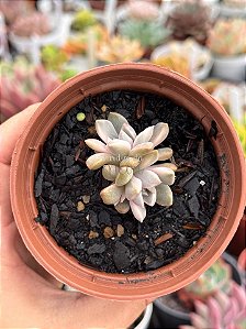 Echeveria scarlet
