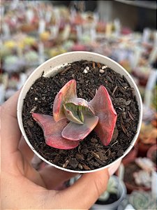 Echeveria meridian variegata