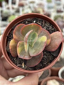 Echeveria meridian variegata (sem raiz)