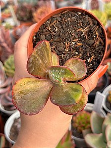 Echeveria meridian variegata