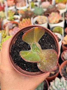 Echeveria meridian variegata