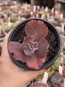 Echeveria mojave
