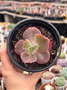 Echeveria mojave