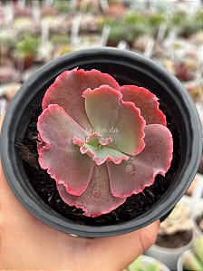 Echeveria mojave