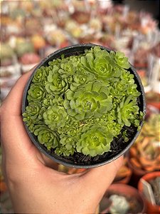 Rosularia plathyphylla