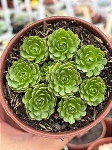 Rosularia plathyphylla