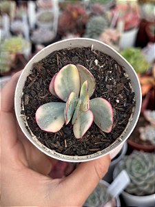 Echeveria Julia aurea variegata